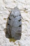 Eugnorisma glareosa