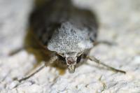 Eugnorisma glareosa