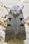 Eugnorisma glareosa