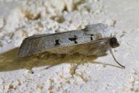 Eugnorisma glareosa