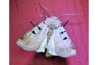 Eugnorisma glareosa