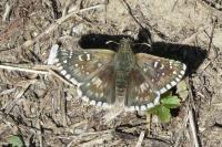 Pyrgus malvae
