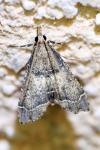 Diplopseustis perieresalis