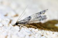 Diplopseustis perieresalis
