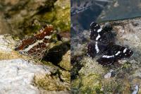 Araschnia levana