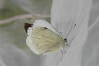 Pieris brassicae