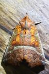 Scoliopteryx libatrix