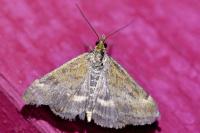 Pyrausta despicata