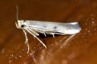 Borkhausenia nefrax