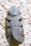 Eugnorisma glareosa