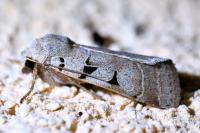 Eugnorisma glareosa