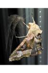 Phlogophora meticulosa