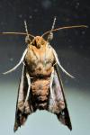 Phlogophora meticulosa