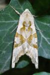 Phlogophora meticulosa