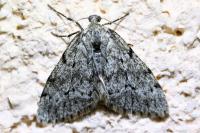 Tephronia sepiaria