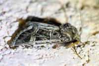 Leucochlaena oditis