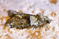 Cryphia algae