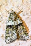 Cryphia algae
