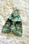 Cryphia algae