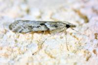 Eudonia angustea