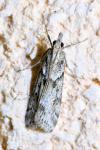 Eudonia angustea