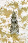 Eudonia angustea