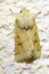 Anchoscelis lunosa
