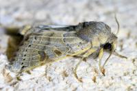 Anchoscelis lunosa