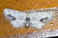 Idaea dimidiata
