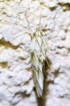 Cynaeda dentalis