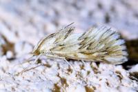 Cynaeda dentalis
