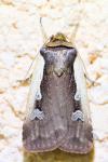 Ochropleura plecta plecta