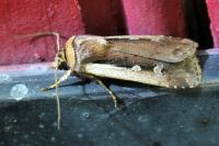 Ochropleura plecta