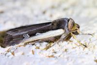Ochropleura plecta plecta