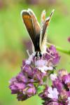 Aricia agestis
