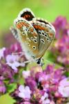 Aricia agestis