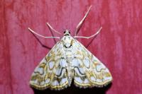 Elophila nymphaeata