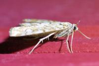 Elophila nymphaeata
