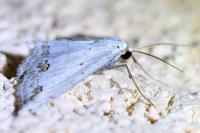Scopula ornata