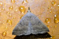 Polypogon plumigeralis