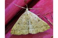 Polypogon plumigeralis