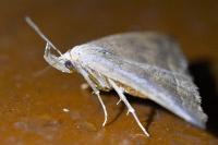 Polypogon plumigeralis