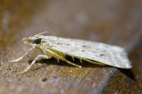 Eudonia pallida