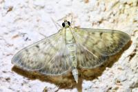 Patania ruralis