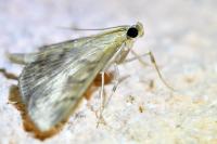 Patania ruralis