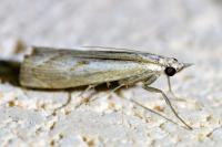 Agriphila geniculea
