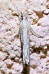 Agriphila geniculea