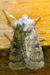 Xestia xanthographa
