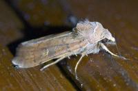 Xestia xanthographa