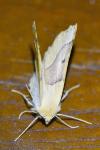 Crocallis elinguaria